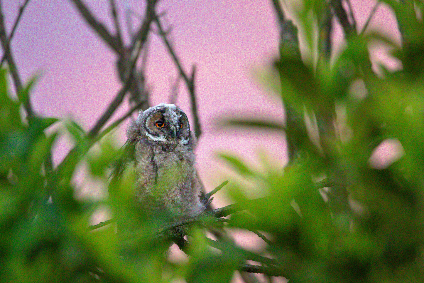 Hibou Moyen-Duc