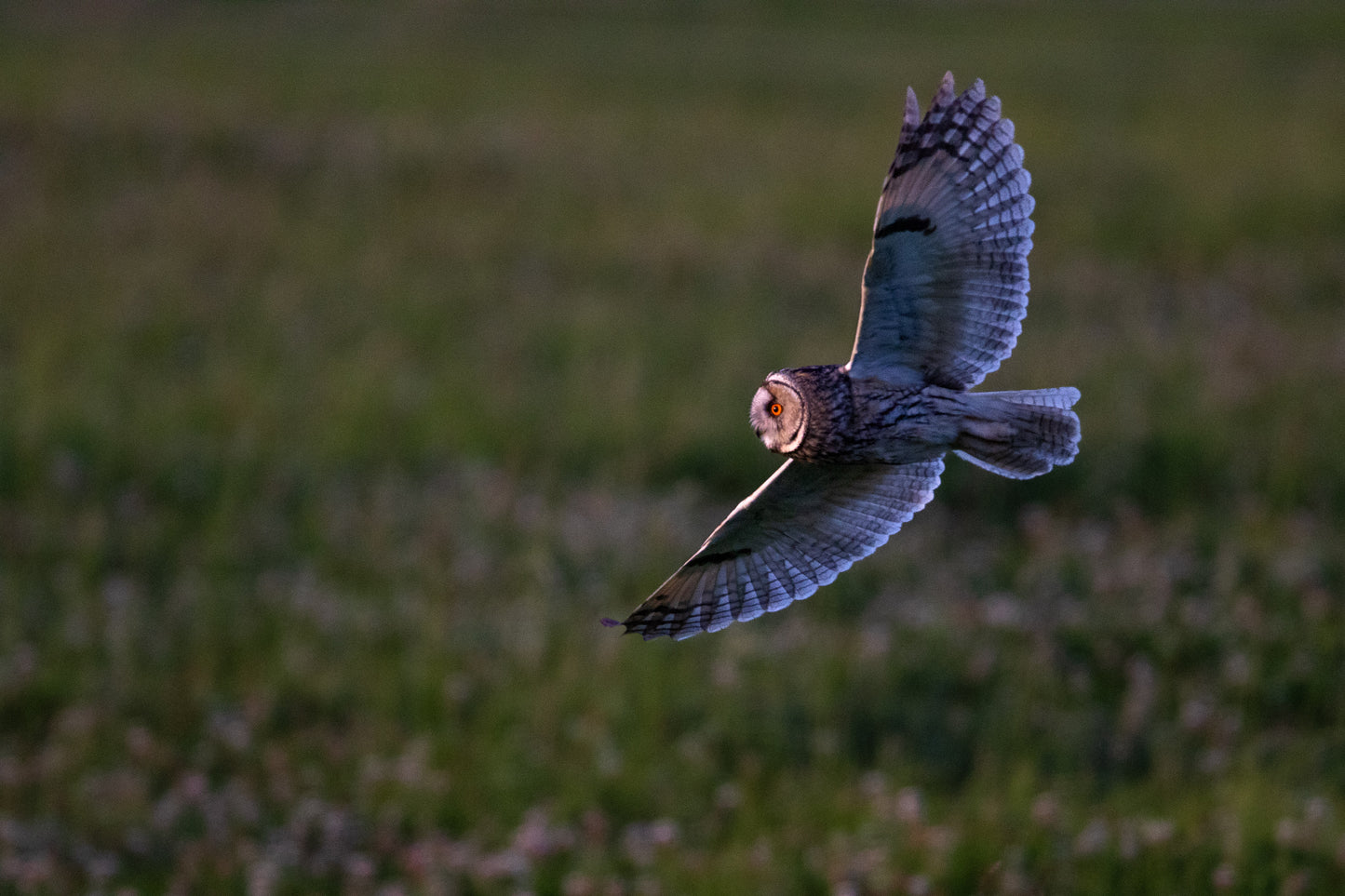 Hibou Moyen-Duc