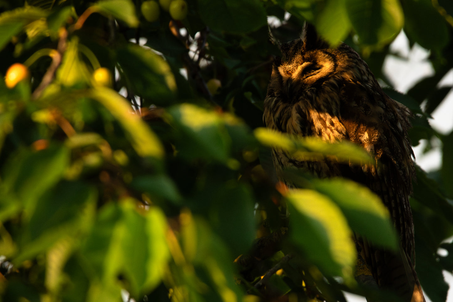 Hibou Moyen-Duc