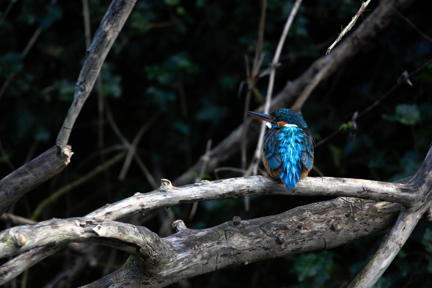 Cadres Oiseaux
