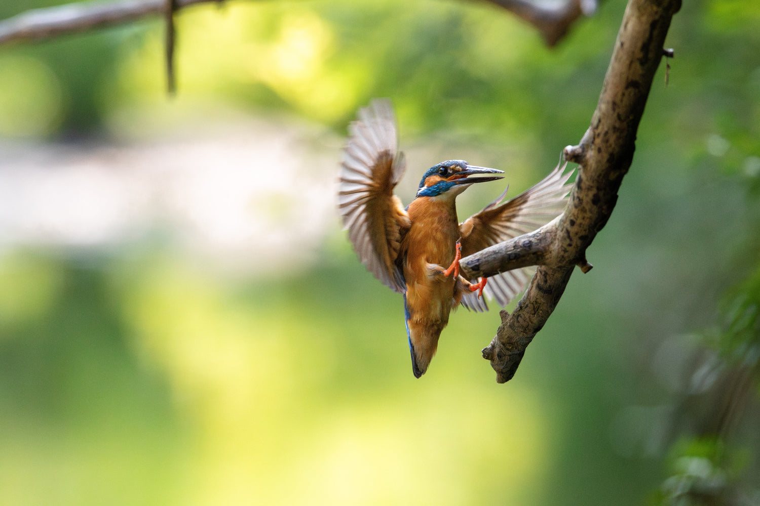 Toiles Oiseaux