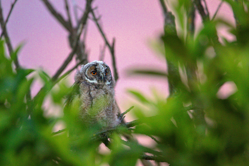 Hibou Moyen-Duc