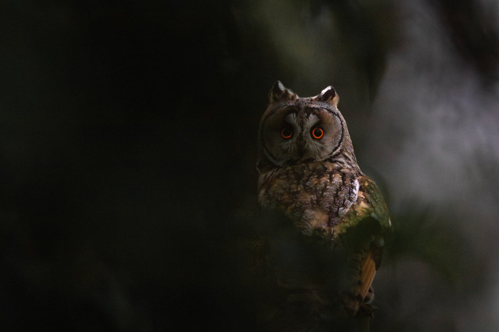 Hibou Moyen-Duc