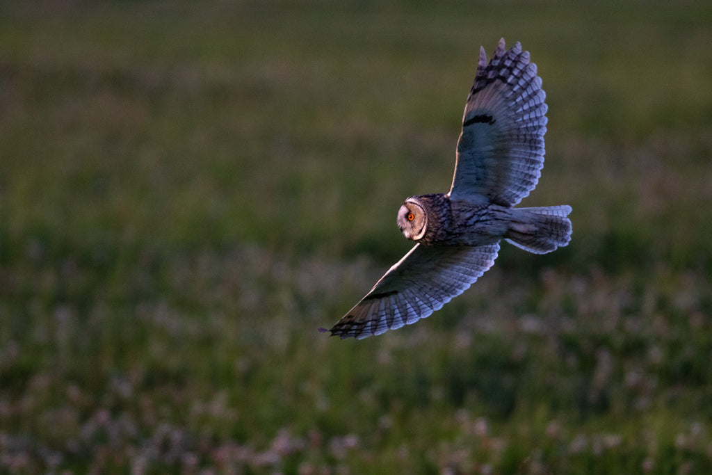 Hibou Moyen-Duc