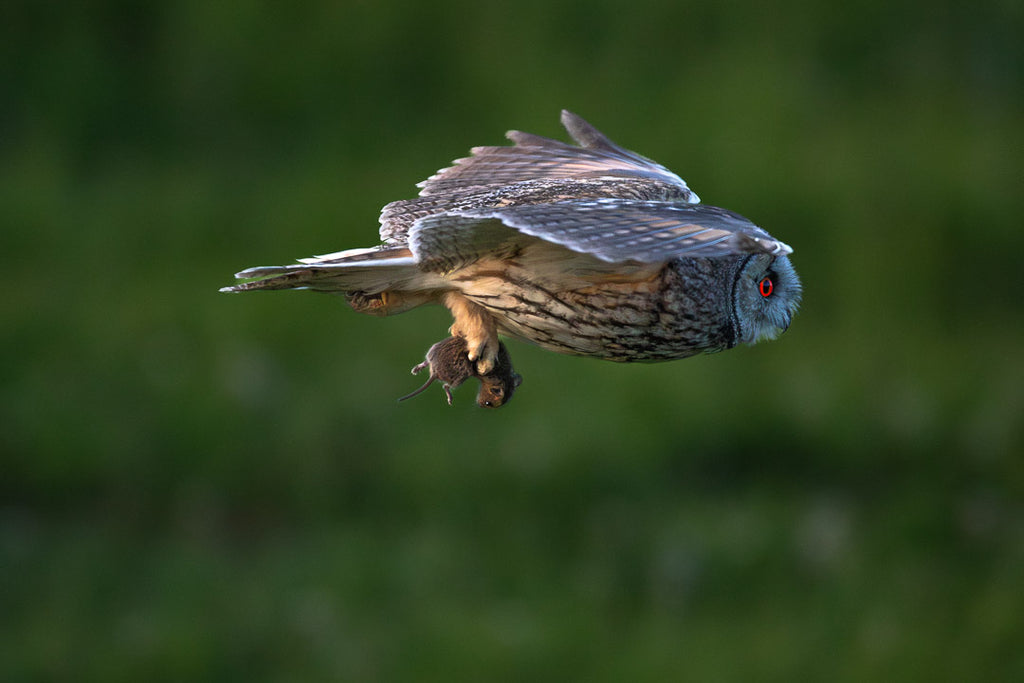 Hibou Moyen-Duc