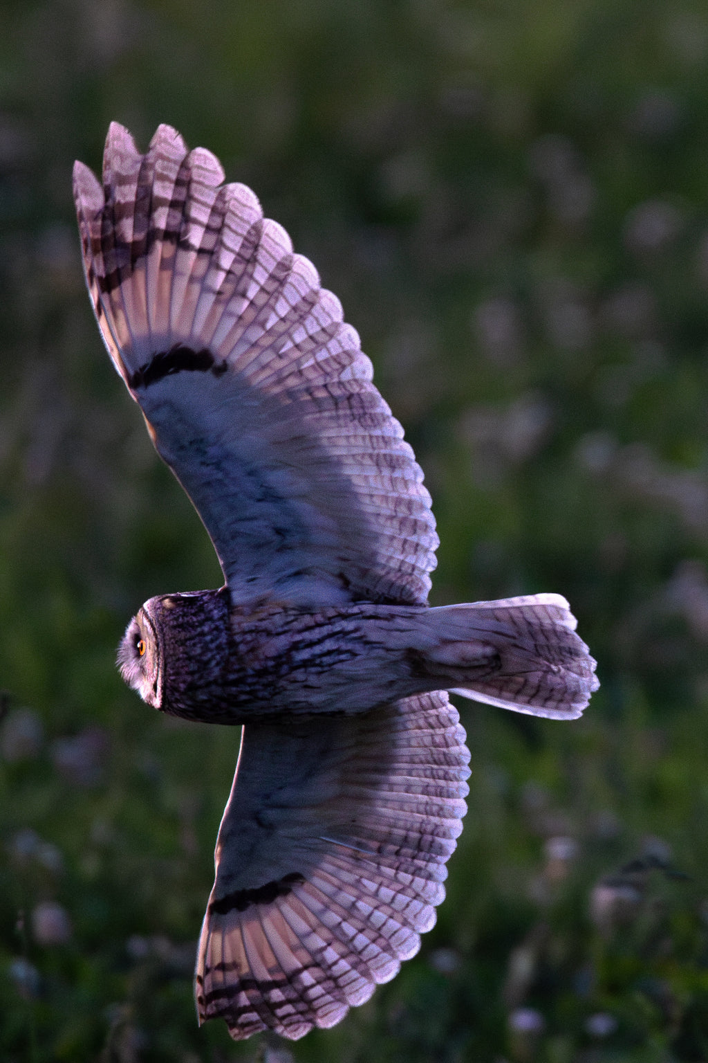 Hibou Moyen-Duc