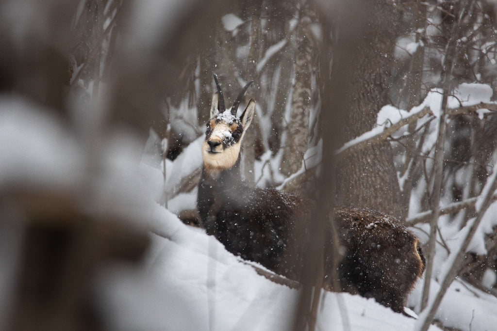 Chamois