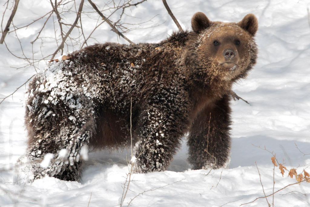 Ours brun