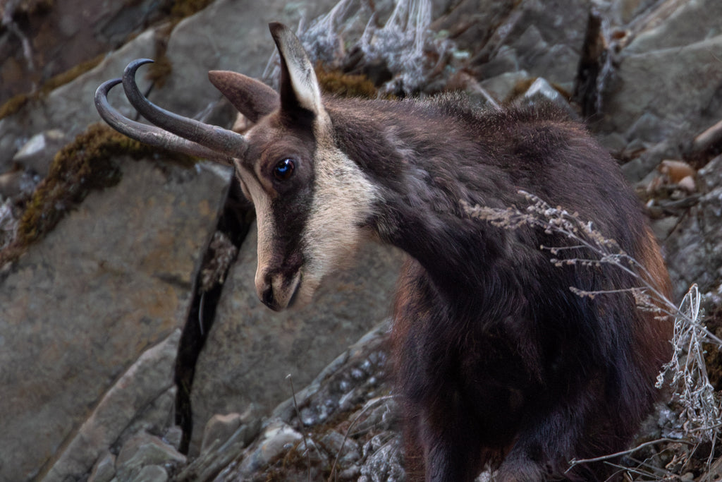 Chamois