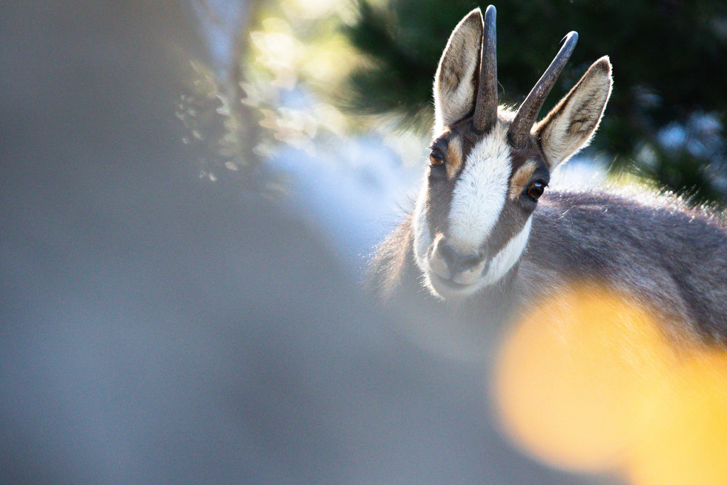 Chamois