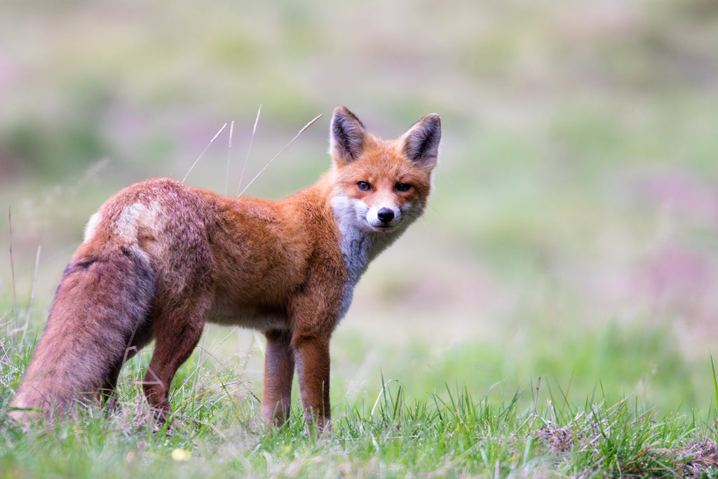 Renard