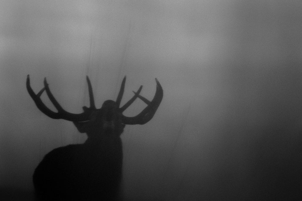 Cerf