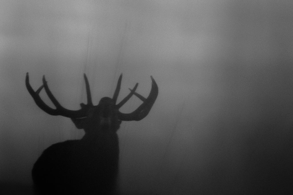 Cerf
