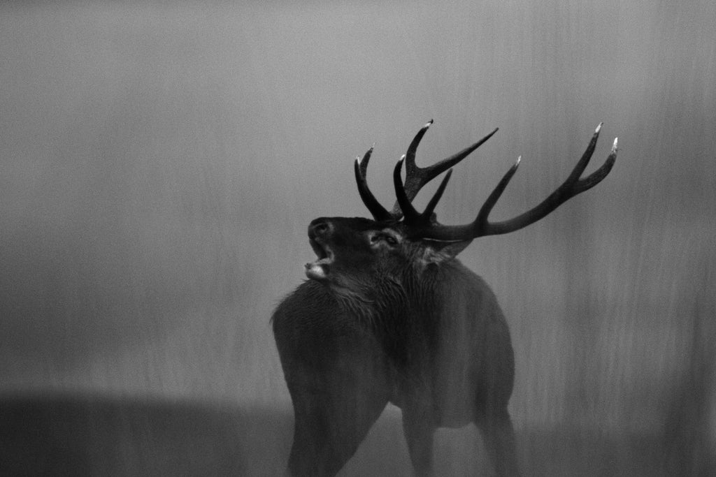 Cerf