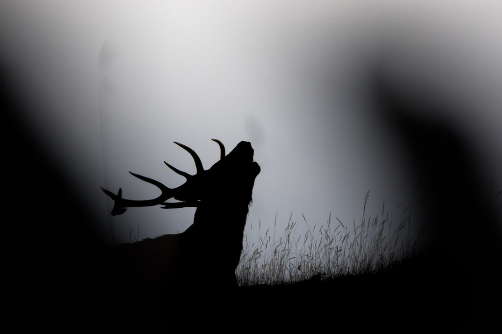 Cerf