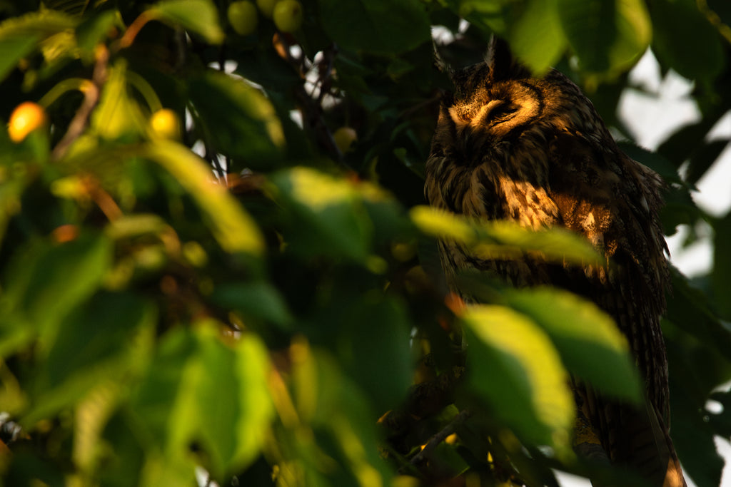 Hibou Moyen-Duc